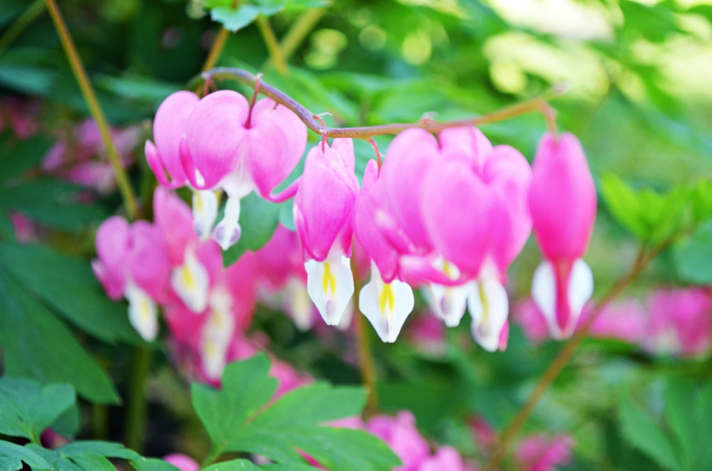 Growing Bleeding Hearts - Successfully - Honeysuckle Footprints